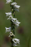 Northern slender lady's tresses